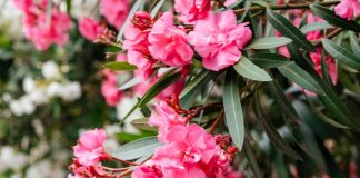 oleander