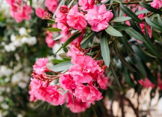 oleander