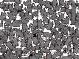 optična-iluzija-skrite-podkve