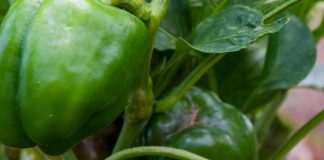 paprika