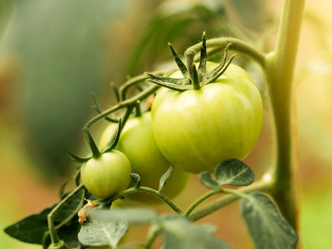 paradižnik paradižnik