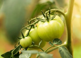 Če vam paradižnik noče dozoreti, ne smete početi tega paradižnik