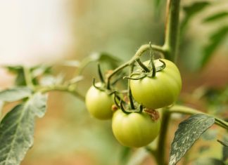 Resnica o obiranju nezrelih paradižnikov vas lahko preseneti