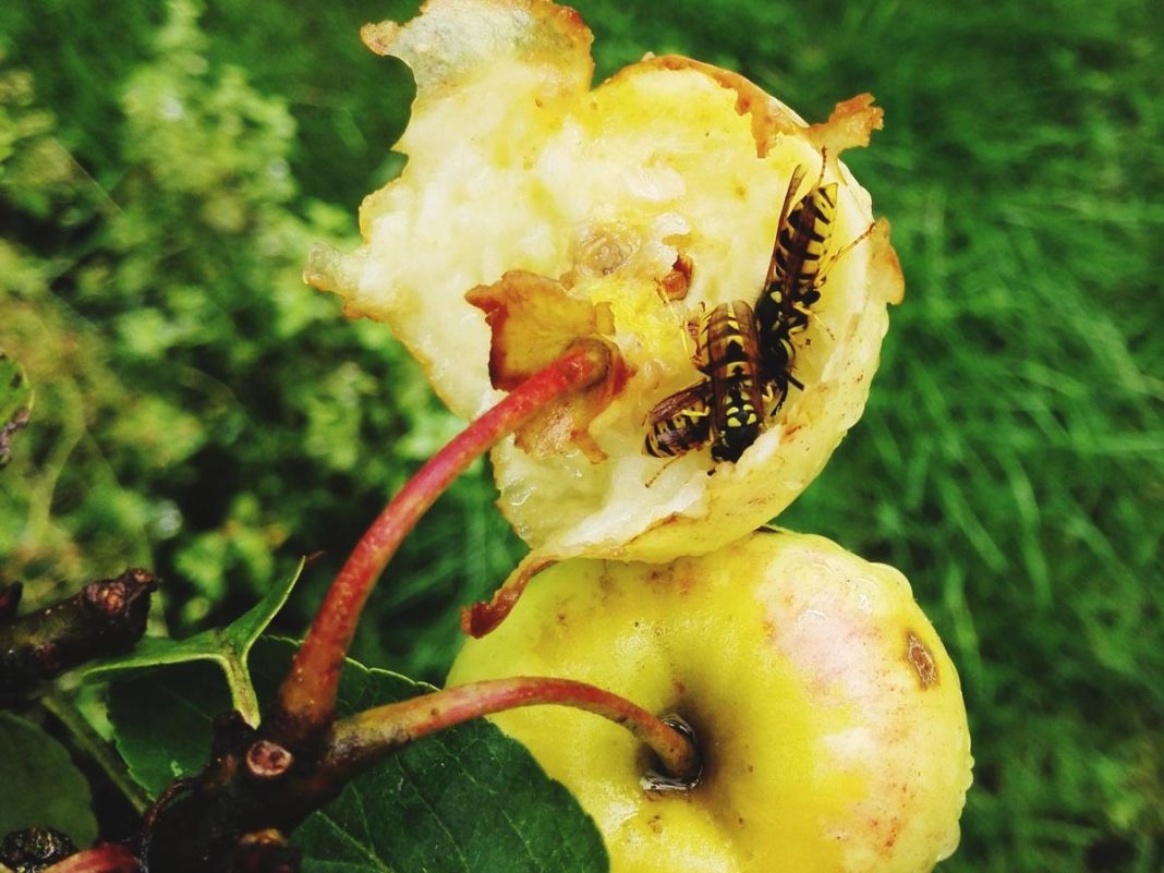 past-za-ose-in-sršene past-za-ose-in-sršene