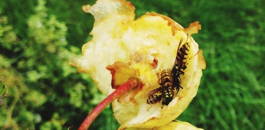 past-za-ose-in-sršene