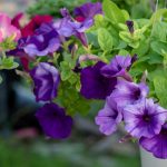Kako gojiti bujne in zdrave pelargonije