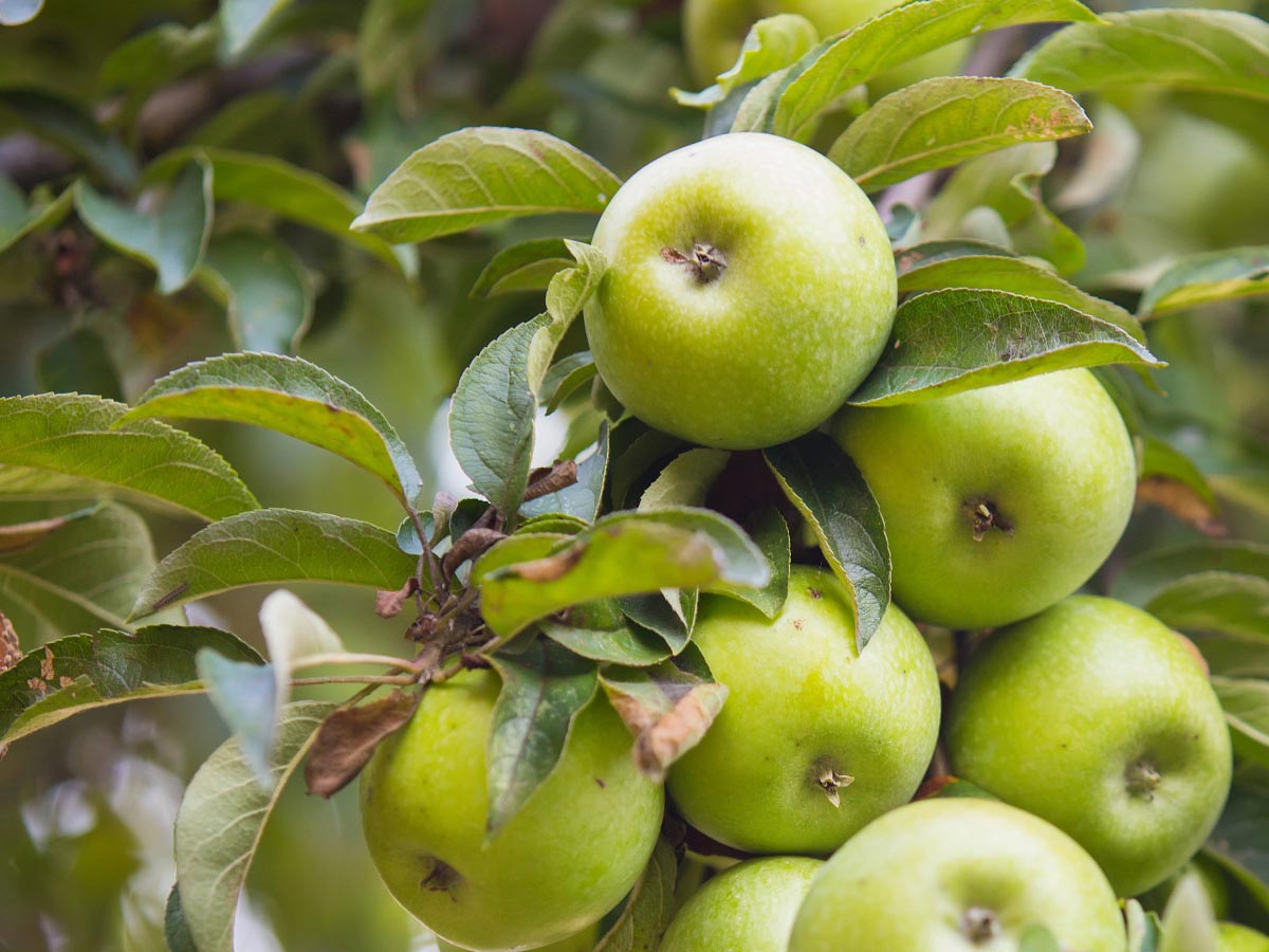 Vam jabolka odpadejo, preden dozorijo? Vzrok ni vedno bolezen