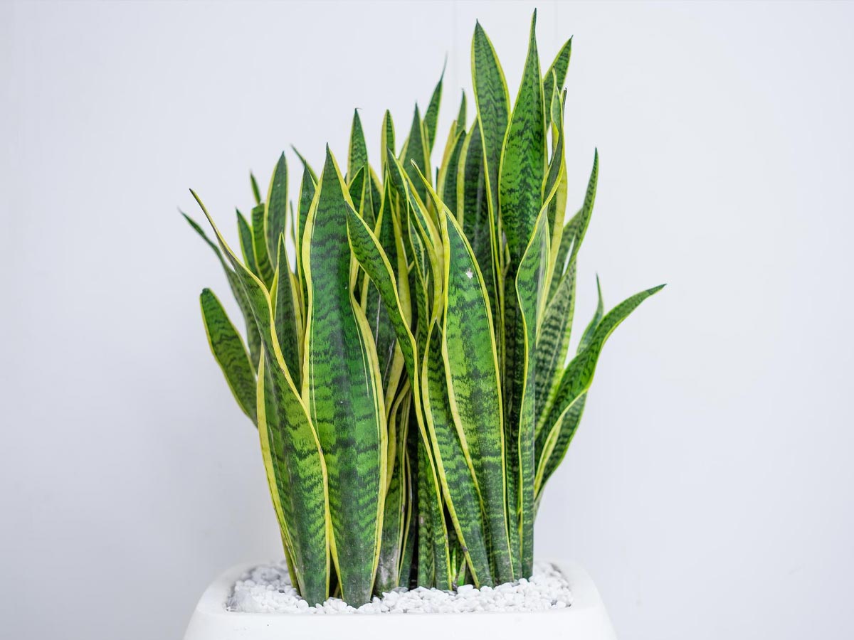 Kako pravilno skrbeti za ta&scaron;čin jezik