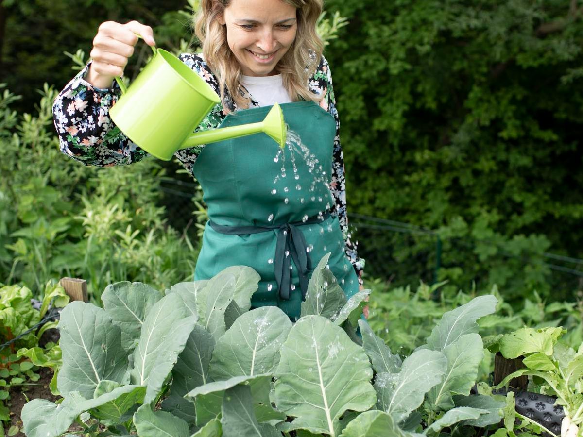 , To je največja napaka, ki uniči cel pridelek na vrtu