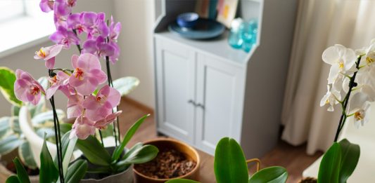 orhideje