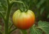 paradižnik-slabo-dozoreva