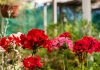 pelargonije
