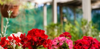 pelargonije