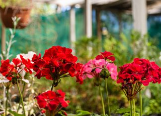 pelargonije