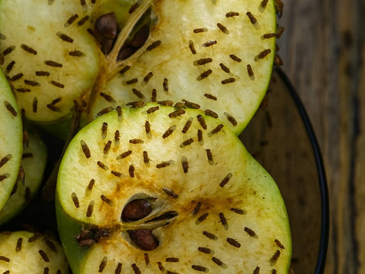 Naravne metode, s katerimi se znebimo vinskih mu&scaron;ic