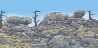 optična-iluzija-pes