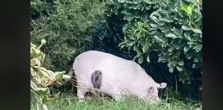 optična-iluzija-žival