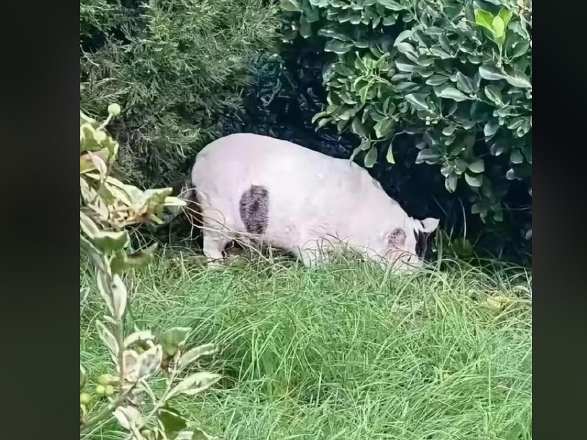 Optična iluzija: Katera žival je na sliki, stavimo, da ne boste ugotovili s prve