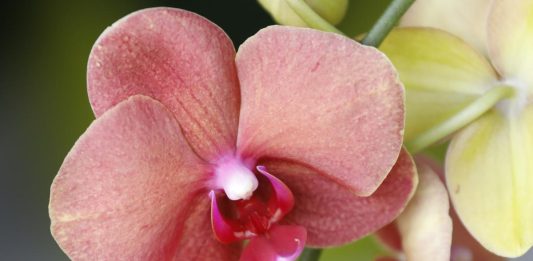 orhideje