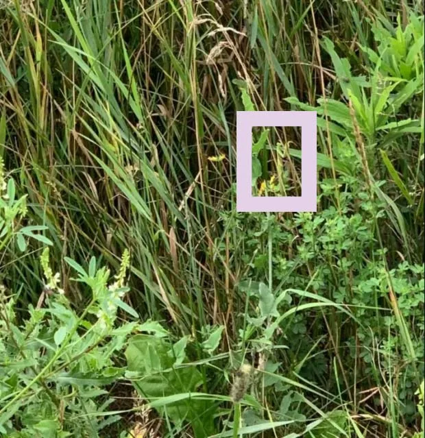 , Optična iluzija: Na voljo imate 10 sekund, da najdete skrito kobilico
