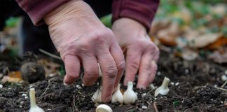 sajenje-česna