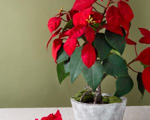 Najbolj iskana decembrska rastlina: vsi jo nosijo domov, redki pa vedo, da je lahko nevarna