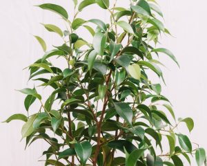 Fikus bo bujno rasel in segel do stropa – dovolj je ena preprosta navada