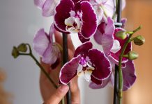 orhideja-cveti-pozimi