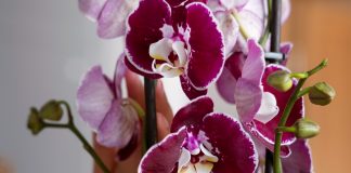orhideja-cveti-pozimi