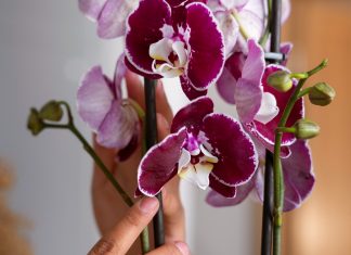 Trik, o katerem vsi govorijo. Tako lahko orhideja zacveti sredi zime orhideja-cveti-pozimi