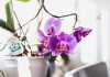 orhideje