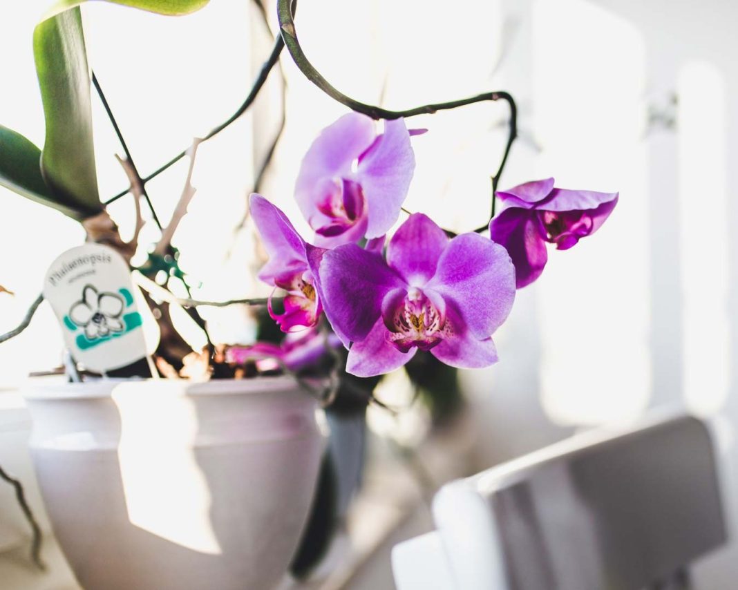 orhideje