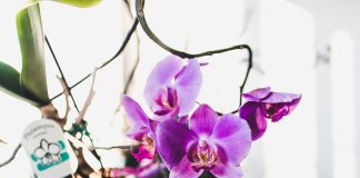 orhideje