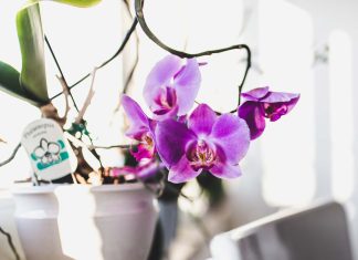 orhideje