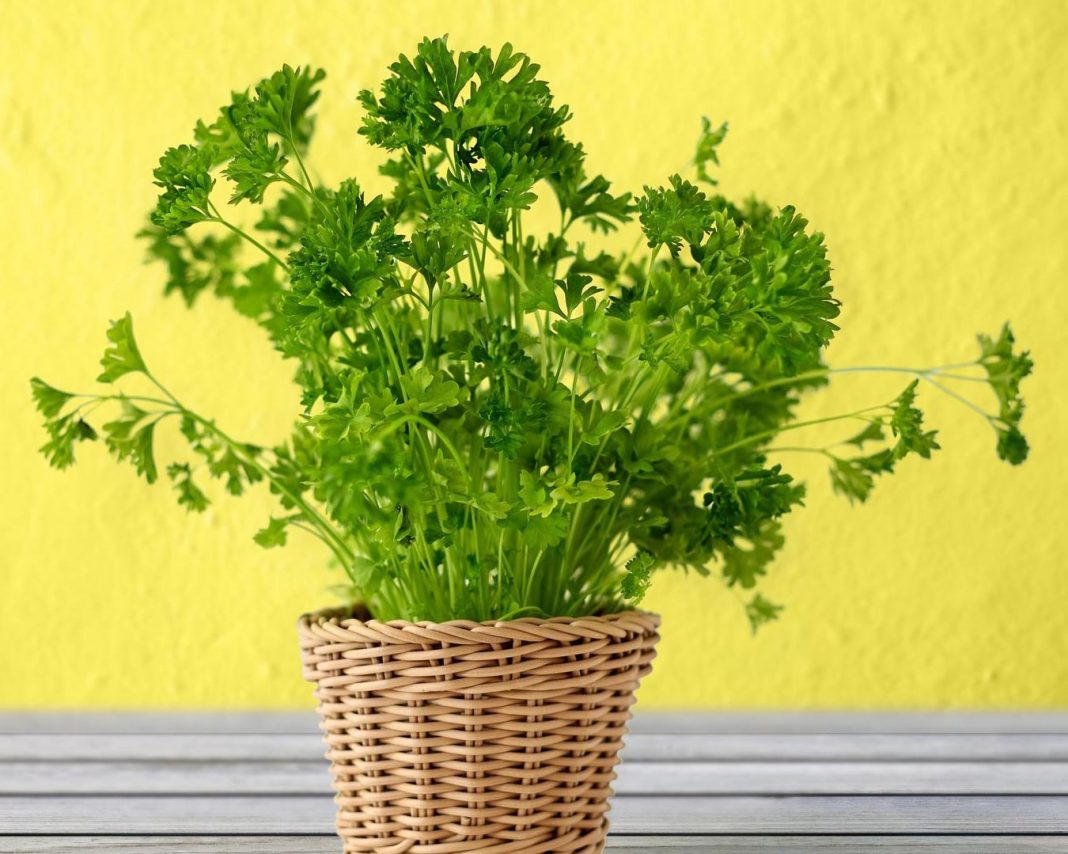 peteršilj-v-stanovanju