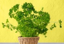 Kako gojiti peteršilj v zaprtih prostorih in ga rezati vse leto peteršilj-v-stanovanju