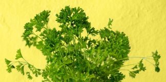 peteršilj-v-stanovanju