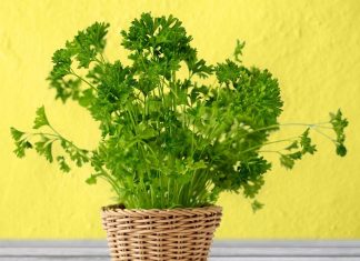 peteršilj-v-stanovanju