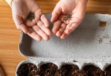 sajenje-semen-v-februarju