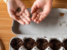 sajenje-semen-v-februarju