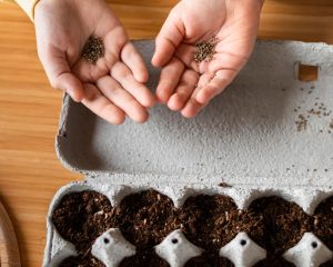 Rastline, ki jih lahko sejemo februarja, da bo vrtnarski pridelek letos obilen
