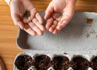 sajenje-semen-v-februarju