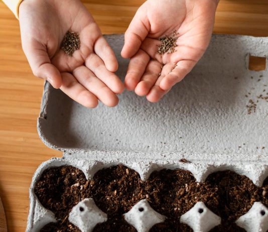 sajenje-semen-v-februarju