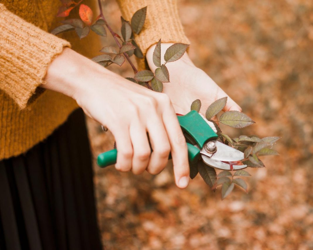 delo-na-vrtu-v-februarju