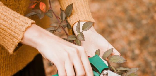 delo-na-vrtu-v-februarju