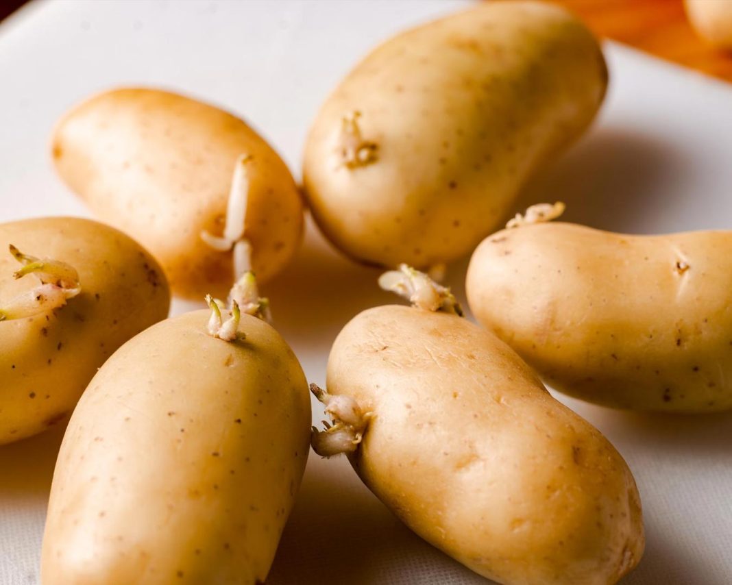 kaljeni-krompir kaljeni-krompir