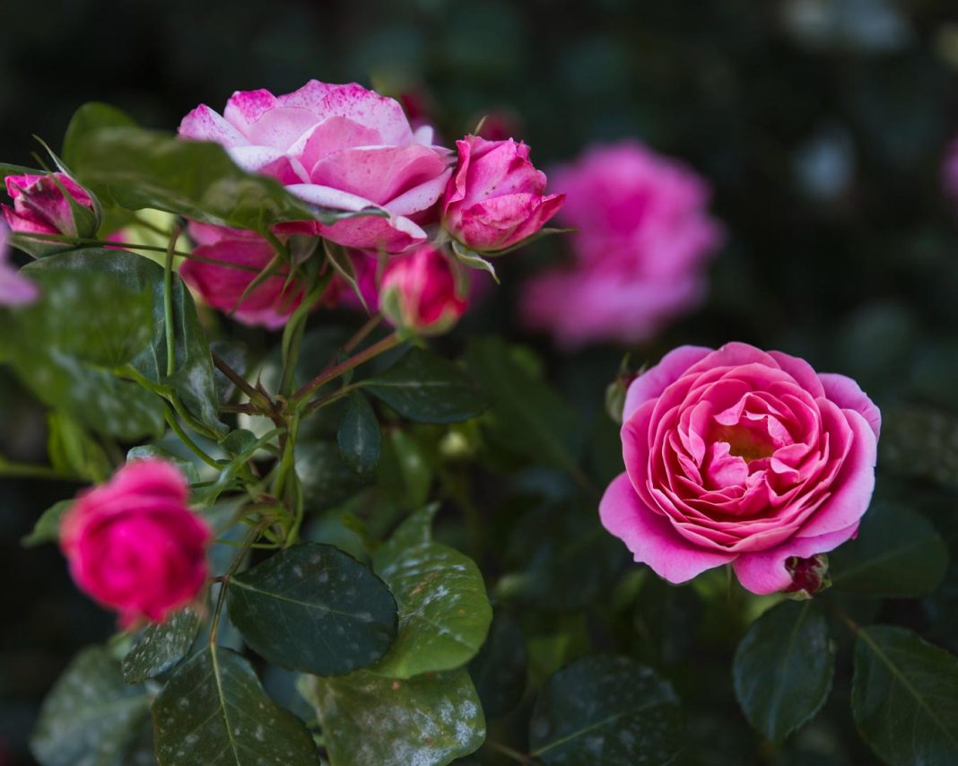 lepe-vrtnice lepe-vrtnice