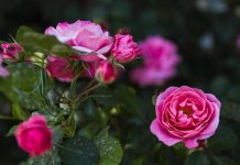 S tem trikom, ki ga je dobro storiti februarja, boste poskrbeli, da bodo vrtnice cvetele do jeseni lepe-vrtnice