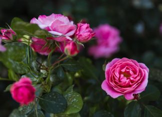 S tem trikom, ki ga je dobro storiti februarja, boste poskrbeli, da bodo vrtnice cvetele do jeseni lepe-vrtnice