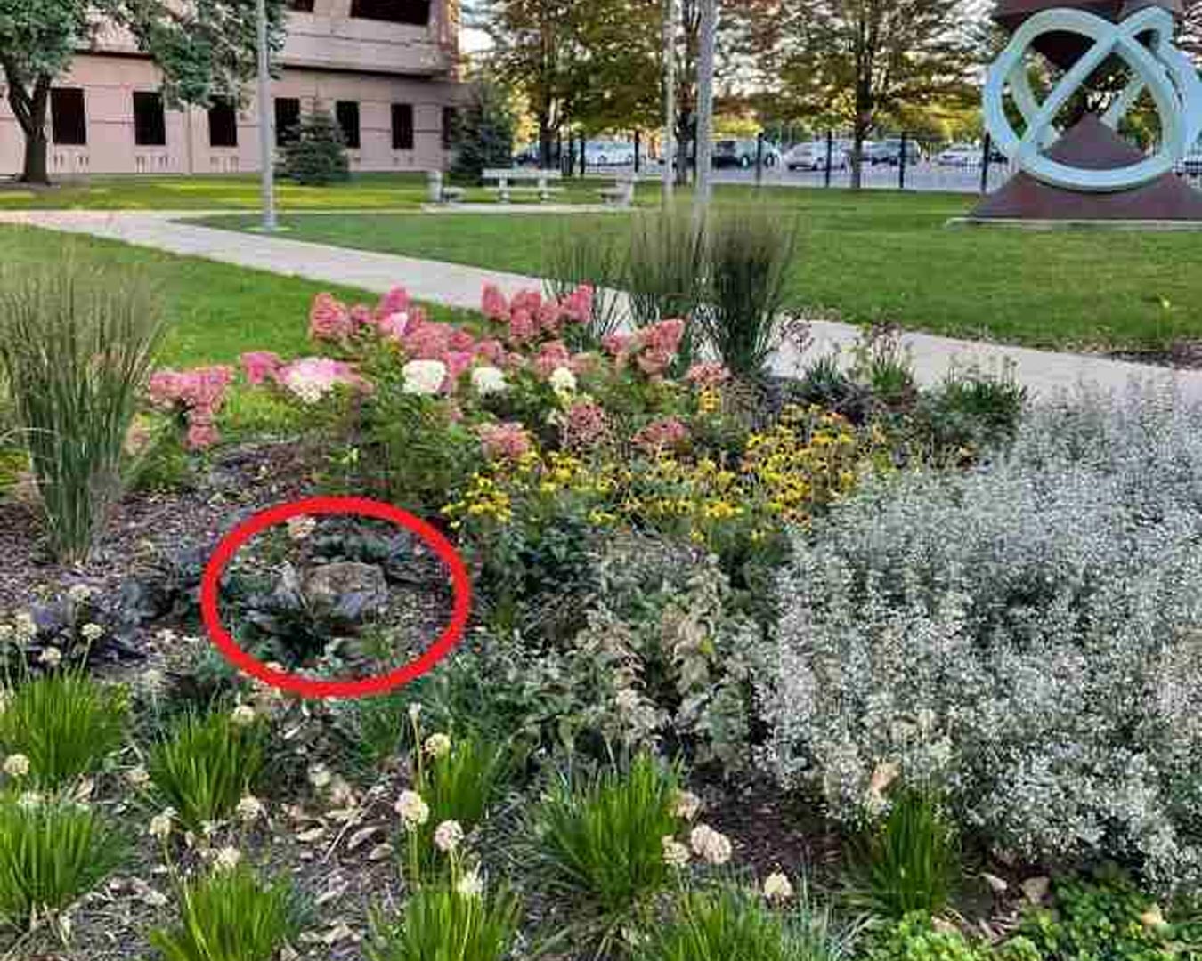 , Skriti zajec na fotografiji: Ljudje se prepirajo, kje je